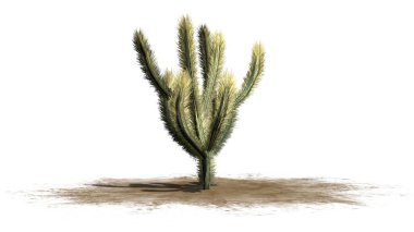 Bir tek Cholla kaktüs - beyaz arka plan üzerinde izole