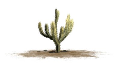 Bir tek Cholla kaktüs - beyaz arka plan üzerinde izole