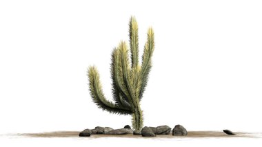 Bir tek Cholla kaktüs - beyaz arka plan üzerinde izole