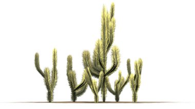 Birkaç farklı Cholla kaktüsler - beyaz arka plan üzerinde izole