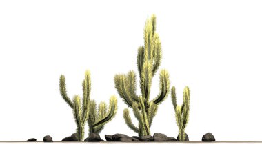 Birkaç farklı Cholla kaktüsler - beyaz arka plan üzerinde izole