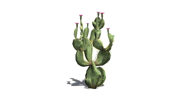 Beavertail Kaktus Rostliny Nádherné Růžové Květy Izolované Bílém Pozadí — Stock fotografie