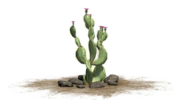 Beavertail Kaktus Växt Med Vackra Rosa Blommor Isolerad Vit Bakgrund — Stockfoto