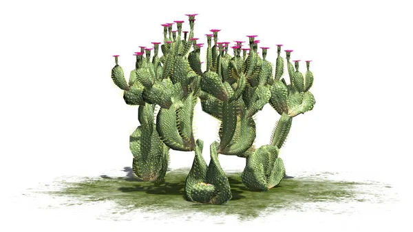Varias Plantas Cactus Beavertail Con Hermosas Flores Rosadas Aisladas Sobre — Foto de Stock
