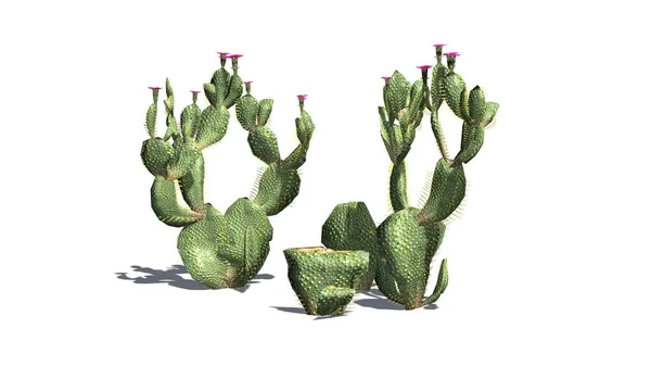 Diverse Beavertail Cactus Planten Met Mooie Roze Bloesem Geïsoleerd Witte — Stockfoto