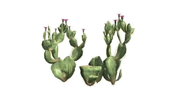 Különböző Beavertail Kaktusz Növény Szép Rózsaszín Virágokkal Elszigetelt Fehér Background — Stock Fotó