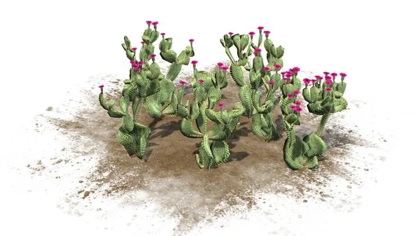 Různé Beavertail Kaktus Rostliny Nádherné Růžové Květy Izolované Bílém Pozadí — Stock fotografie
