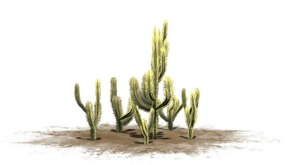 Varios Cactus Cholla Diferentes Aislados Sobre Fondo Blanco —  Fotos de Stock