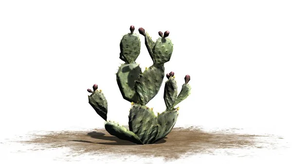 Enda Fikonkaktus Kaktus Växt Med Blomknoppar Isolerad Vit Bakgrund — Stockfoto
