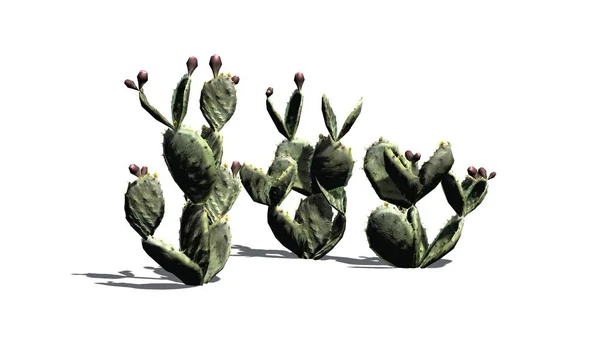 Több Különböző Fügekaktusz Kaktusz Növény Bimbó Elszigetelt Fehér Background — Stock Fotó