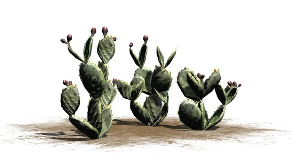 Několik Různých Opuncie Kaktus Rostliny Poupata Izolované Bílém Pozadí — Stock fotografie