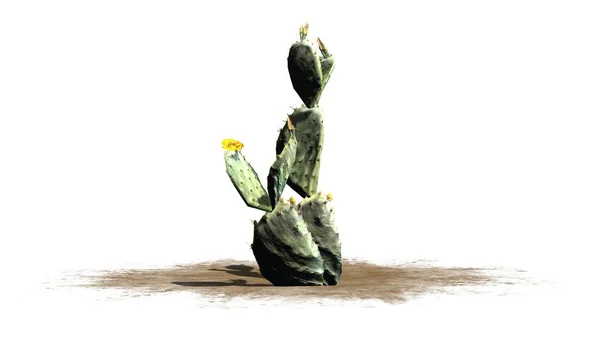 Одиночное Грушевое Кактусное Растение Желтыми Оранжевыми Цветами Изолировано Белом Фоне — стоковое фото