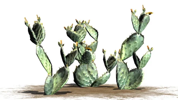 Több Különböző Fügekaktusz Kaktusz Növény Sárga Narancsvirág Elszigetelt Fehér Background — Stock Fotó
