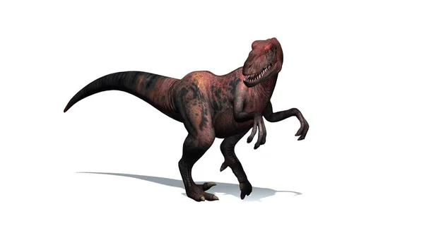 Dinosaurus Velociraptor Dva Legged Predátor Dlouhou Tuhý Ocas Izolované Bílém — Stock fotografie