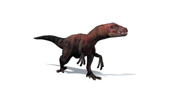 Dinozaur Velociraptor Dwunożnych Drapieżnik Długą Sztywny Ogon Izolowana Białym Tle — Zdjęcie stockowe