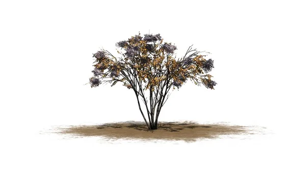 Jeden Strom Japonské Angelica Podzim Písek Oblast Izolované Bílém Pozadí — Stock fotografie
