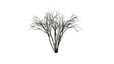 Japon Angelica ağacı kışın - beyaz arka plan üzerinde izole