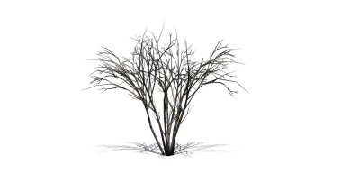 Japanese Angelica tree in winter with shadow - isolated on white background clipart