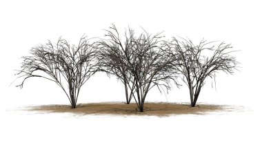 birkaç Japon Angelica ağaçta kışın kum alanı - beyaz arka plan üzerinde izole