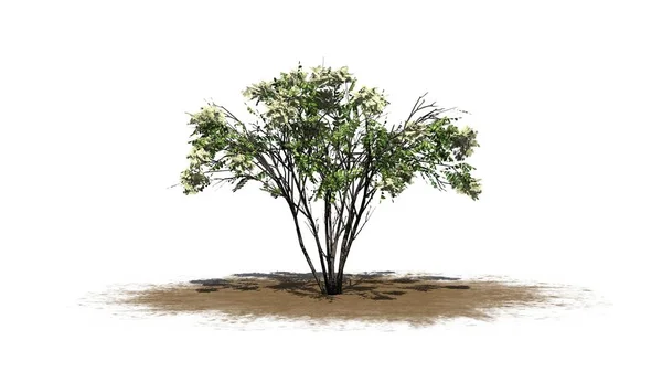 Японское Дерево Анджелика Песке Изолировано Белом Фоне — стоковое фото