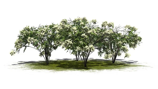 几个日本当归树在一个绿色区域 被隔绝在白色背景 — 图库照片
