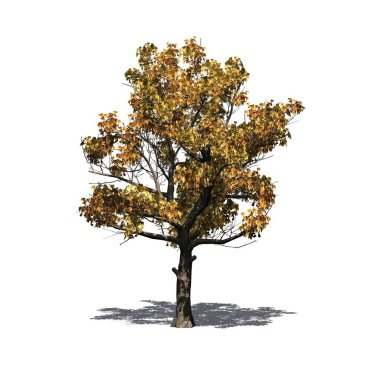 Katta - beyaz arka plan üzerinde izole gölge ile sonbahar Amerikan çınar ağacında