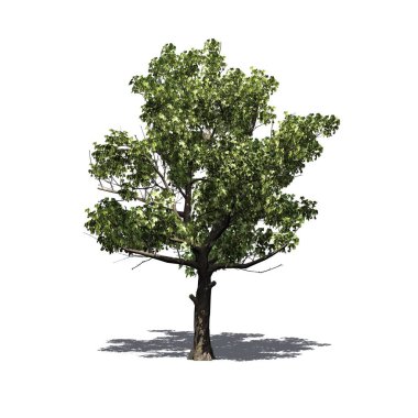 Katta - beyaz arka plan üzerinde izole gölge ile Amerikan çınar ağacı