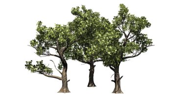 birkaç Amerikan çınar ağaçları - beyaz arka plan üzerinde izole