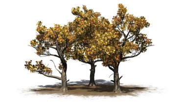 Beyaz arka plan üzerinde izole bir kum alanında - sonbaharda birkaç Amerikan çınar ağaçları