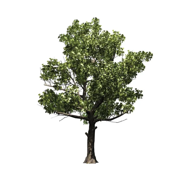 American Sycamore Tree Isolato Sfondo Bianco — Foto Stock