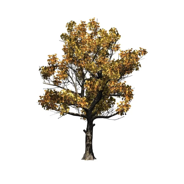 American Sycamore Tree Podzim Izolované Bílém Pozadí — Stock fotografie