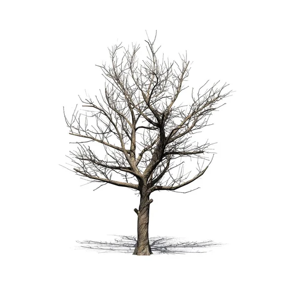 Sycamore Americano Árvore Inverno Com Sombra Chão Isolado Fundo Branco — Fotografia de Stock