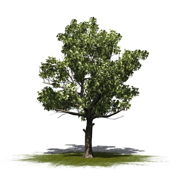 Sycamore 树在一个绿色区域 被隔绝在白色背景 — 图库照片