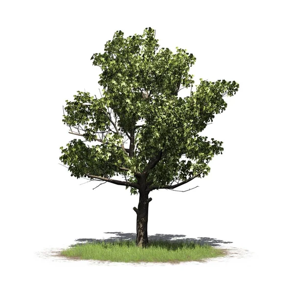 Αμερικανική Sycamore Tree Μια Περιοχή Χλόης Απομονώνονται Λευκό Φόντο — Φωτογραφία Αρχείου