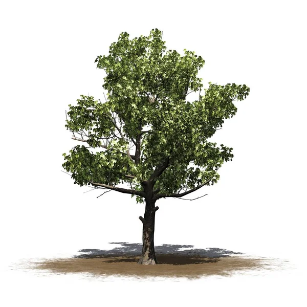 Amerikaanse Sycamore Tree Een Zand Gebied Geïsoleerd Witte Achtergrond — Stockfoto