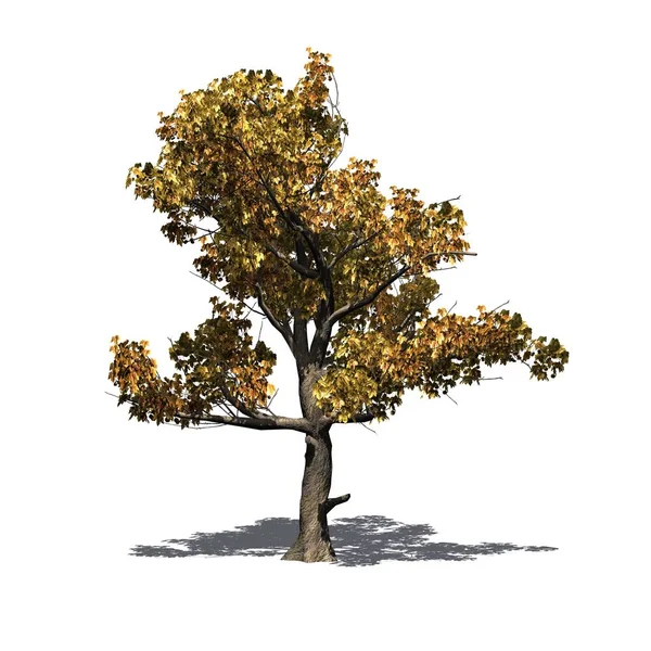 Ενιαίο Δέντρο Συκομουριά Αμερικάνικες Φθινόπωρο Σκιά Στο Πάτωμα Απομονώνονται Λευκό — Φωτογραφία Αρχείου