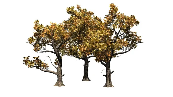 Várias Árvores Sycamore Americano Outono Isolado Fundo Branco — Fotografia de Stock