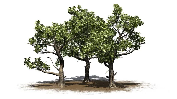 Várias Árvores Sycamore Americanos Uma Área Areia Isolado Fundo Branco — Fotografia de Stock