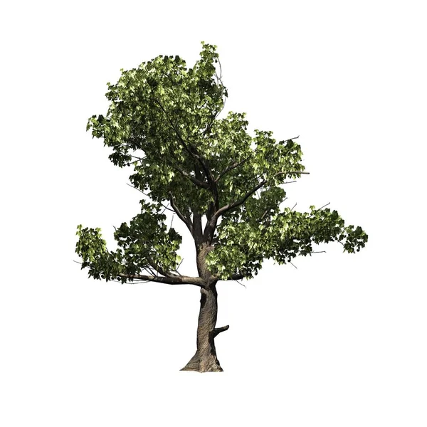 Jeden American Sycamore Tree Izolované Bílém Pozadí — Stock fotografie
