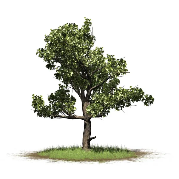 Enkele Amerikaanse Sycamore Tree Een Grasveld Geïsoleerd Witte Achtergrond — Stockfoto