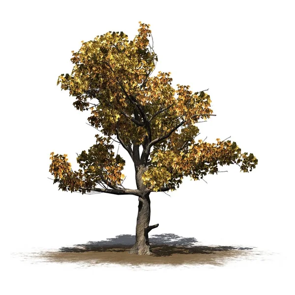 唯一的美国 Sycamore 树在秋天在沙子区域 被隔绝在白色背景 — 图库照片