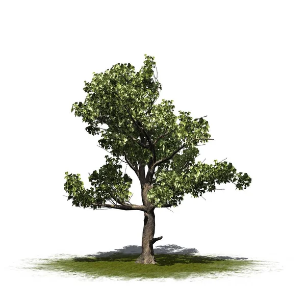 Single American Sycamore Tree Green Area Isolated White Background — Stock Photo, Image