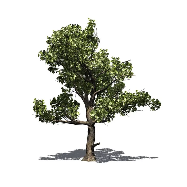 Árvore Sycamore Americano Único Com Sombra Chão Isolado Fundo Branco — Fotografia de Stock