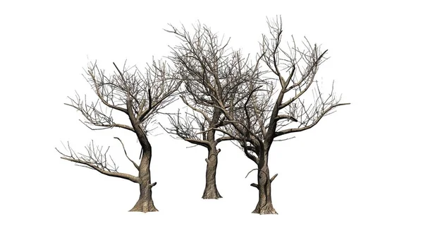 Various American Sycamore Trees Winter Isolated White Background — Stock Photo, Image