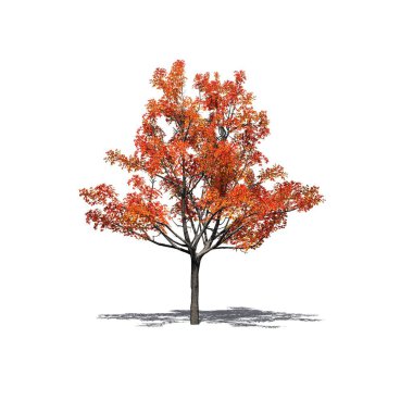 katta - beyaz arka plan üzerinde izole gölge ile sonbaharda tek bir Japon akçaağaç ağaç