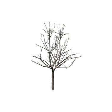 tek bir Japon akçaağaç ağaç beyaz arka plan üzerinde izole kış-