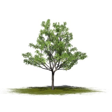 Beyaz arka plan üzerinde izole bir yeşil alan üzerinde-tek bir Japonca akçaağaç ağaç