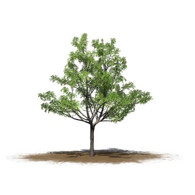 tek bir Japon akçaağaç ağaç beyaz arka plan üzerinde izole bir kum alanında-