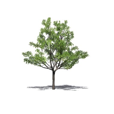 katta - beyaz arka plan üzerinde izole gölgeli tek bir Japon akçaağaç ağaç