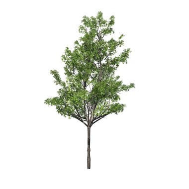 Japonca akça ağaç - beyaz arka plan üzerinde izole